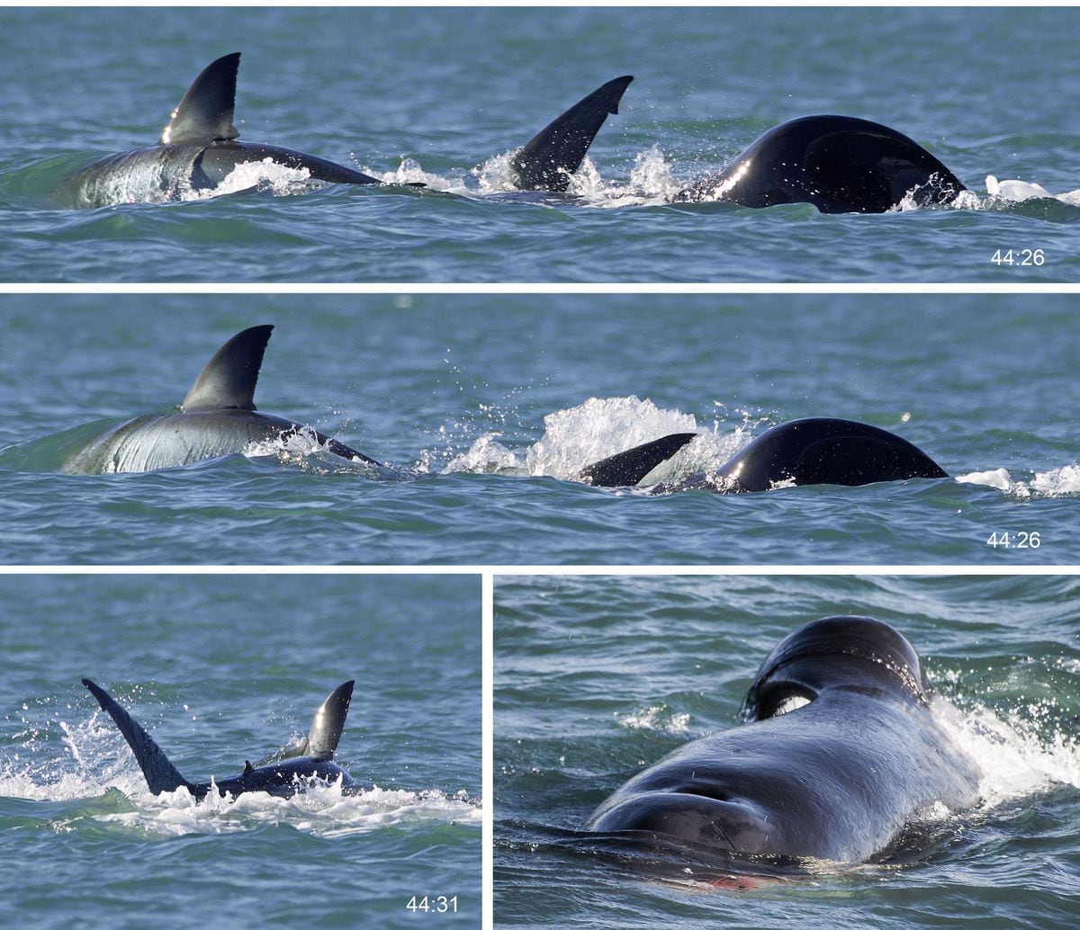 An orca devours a shark alone in two minutes and challenges group hunting habits