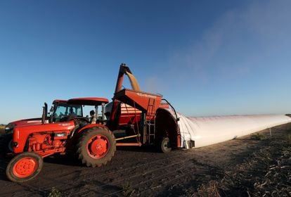 A truck unloads soy beans into a silo bag in Chivilcoy, on the outskirts of Buenos Aires, in April 2020.