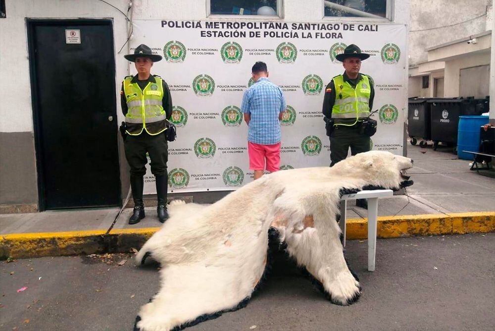 ¿Qué hacía una piel de oso polar en un mercado en Colombia?