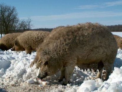 El cerdo mangalica fue recuperado por el grupo Monte Nevado en Hungría, cuando estaba en peligro de extinción. Pese a sus esfuerzos, una de las variedades se perdió.