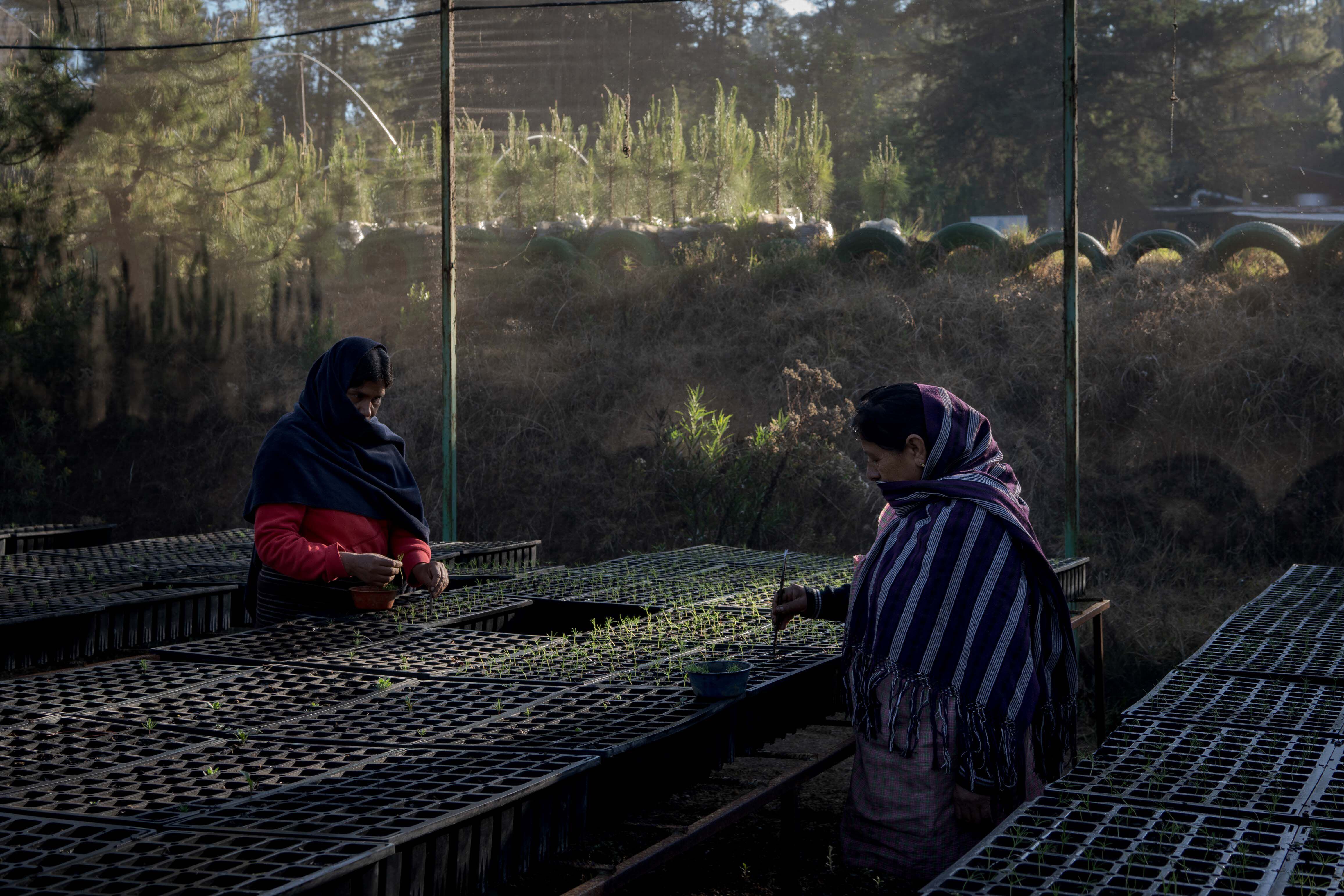 Mujeres purépecha en el invernadero a las afueras de Cherán.