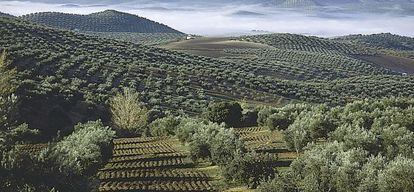 Un olivar de Jaén.