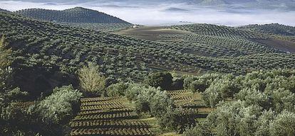 Un olivar de Ja&eacute;n.