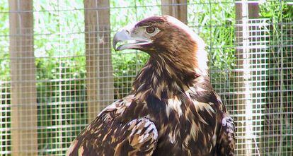 Äguila imperial ibérica.