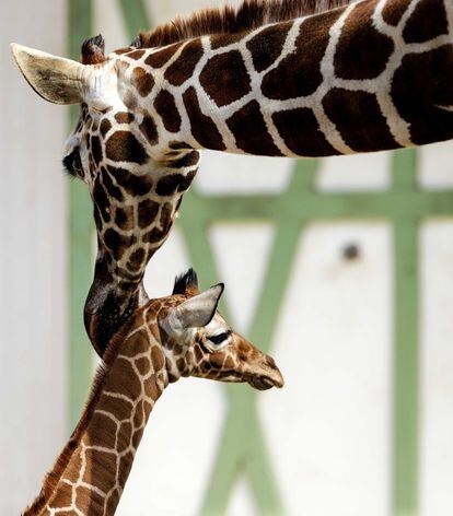 Una jirafa recién nacida hace su primera aparición en público en el Zoo Artis de Ámsterdam (Holanda).