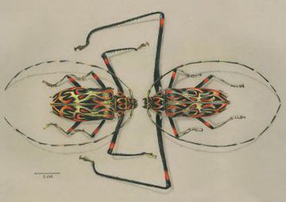 Acrocinus longimanus macho y hembra, de Jorge Ignacio Mesa &Aacute;lvarez.