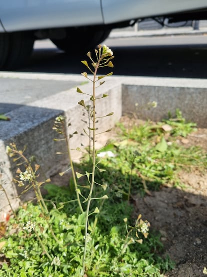 A shepherd's purse plant showing its seed-filled fruits in a Madrid tree pit.