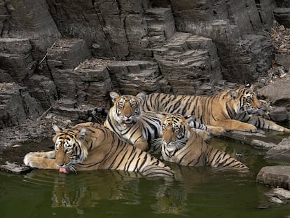 Un grupo de tigres de Bengala, en una imagen de 'Panteras, la serie' cedida por la productora Wanda Vision.