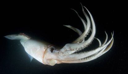 Un ejemplar de calamar Humboldt, fotografiado de noche.