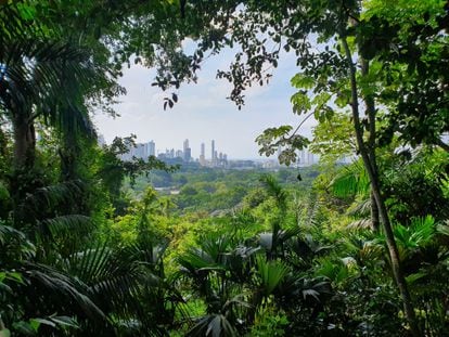 La Ciudad de Panamá, sede de la COP 28, vista a través de la selva.