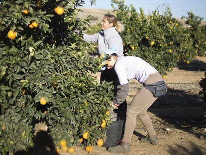 Dos jornaleras recog&iacute;an naranjas el pasado viernes en un campo de Lora del R&iacute;o (Sevilla).