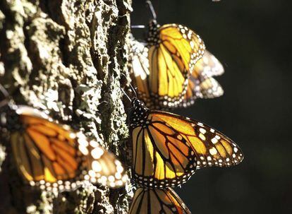 Mariposas monarca sobre el tronco de un árbol en un parque de México, el 30 de septiembre.