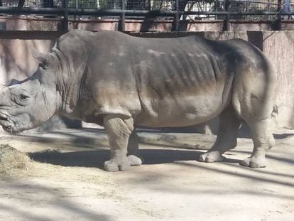 El rinoceronte del zoo de Barcelona.