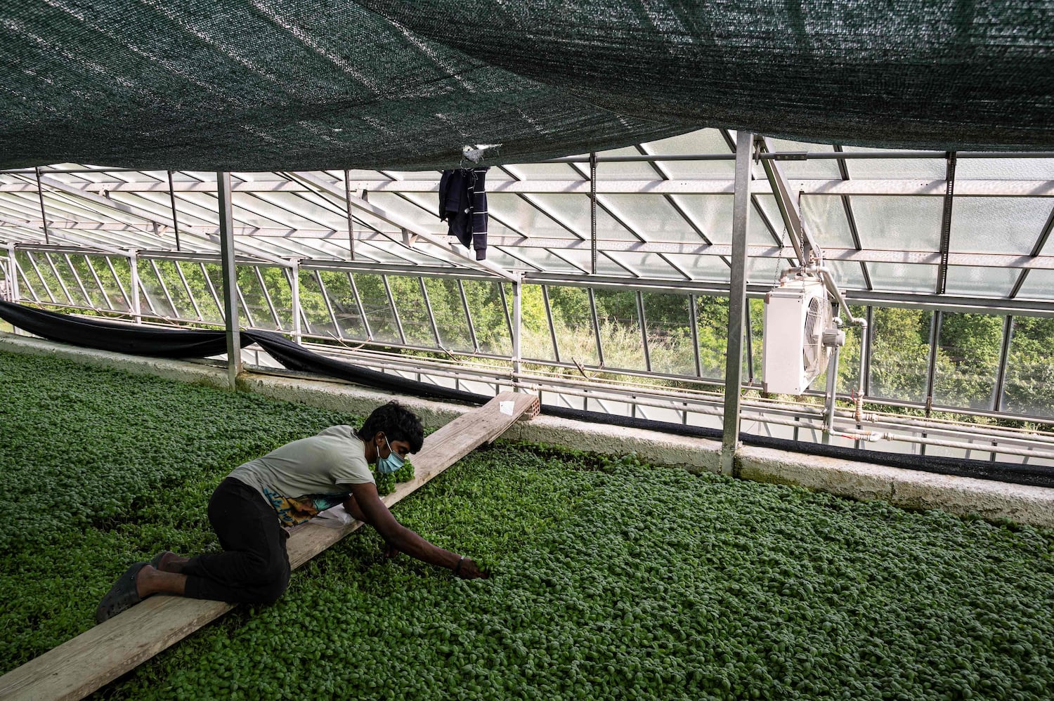 Un jornalero recoge albahaca en una finca cerca de Génova, el 14 de mayo de 2020.
