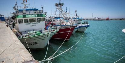 Barcos andaluces que se acogen al acuerdo de pesca con Marruecos, amarrados en el puerto de Barbate (Cádiz) en septiembre de 2019.