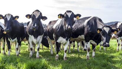 Vacas pastando en A Coruña, Galicia.