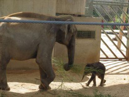 El cachorro de elefante junto a su madre.