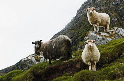 Se calcula que hay unas 70.000 ovejas, el doble que los habitantes de las islas Feroe.