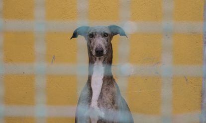 Galgo recogido por una sociedad protectora.