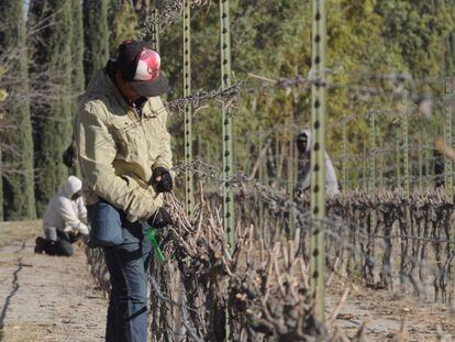 Campesinos trabajan en el viñedo de Casa Madero, en Coahuilla, México.