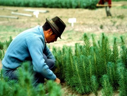 Un trabajador desyerba en un vivero de árboles del gobierno en Nagsiche en la provincia de Cotopaxi, en Ecuador.