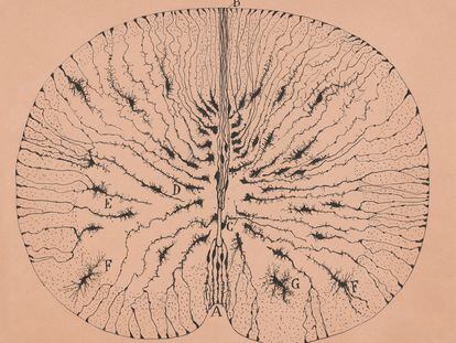 Células gliales de la médula espinal de un ratón, Santiago Ramón y Cajal, Madrid, 1899.