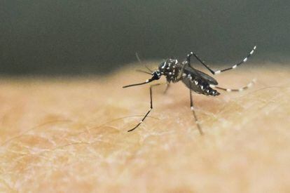 El mosquito Aedes Aegypti en un laboratorio médico de Cali, en Colombia.