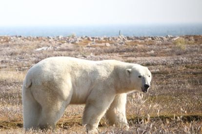 Un oso polar en la región occidental de la Bahía de Hudson.