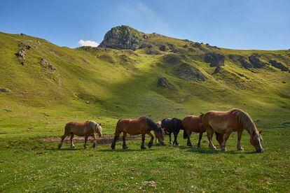 Caballos en las montañas de Babia, al norte de la provincia de León.