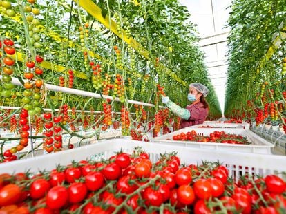 Recogida de tomates en un invernadero inteligente en la ciudad china de Zhangye, en diciembre.