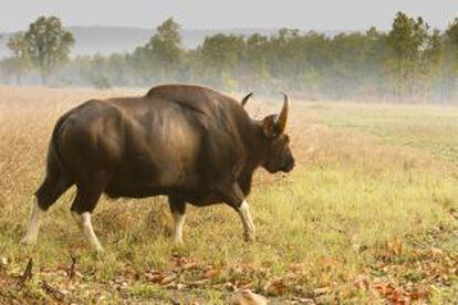 Un gaur camina por una pradera del parque nacional de Kanha (India).