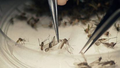 Mosquitos listos para su análisis.