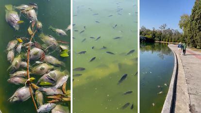 Decenas de peces en un lago del Bosque de Chapultepec en Ciudad de México el 27 de noviembre de 2022. 