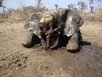 Elefante abatido en el parque nacional de Bouba N'djida, Camerún.