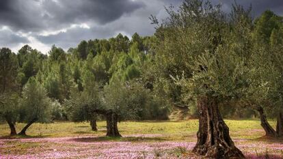 Detalle de un bosque de olivares.