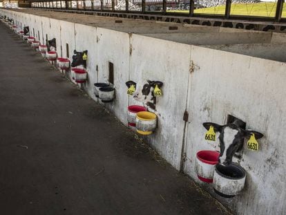 Granja productora de leche con 1.200 vacas en Wisconsin.