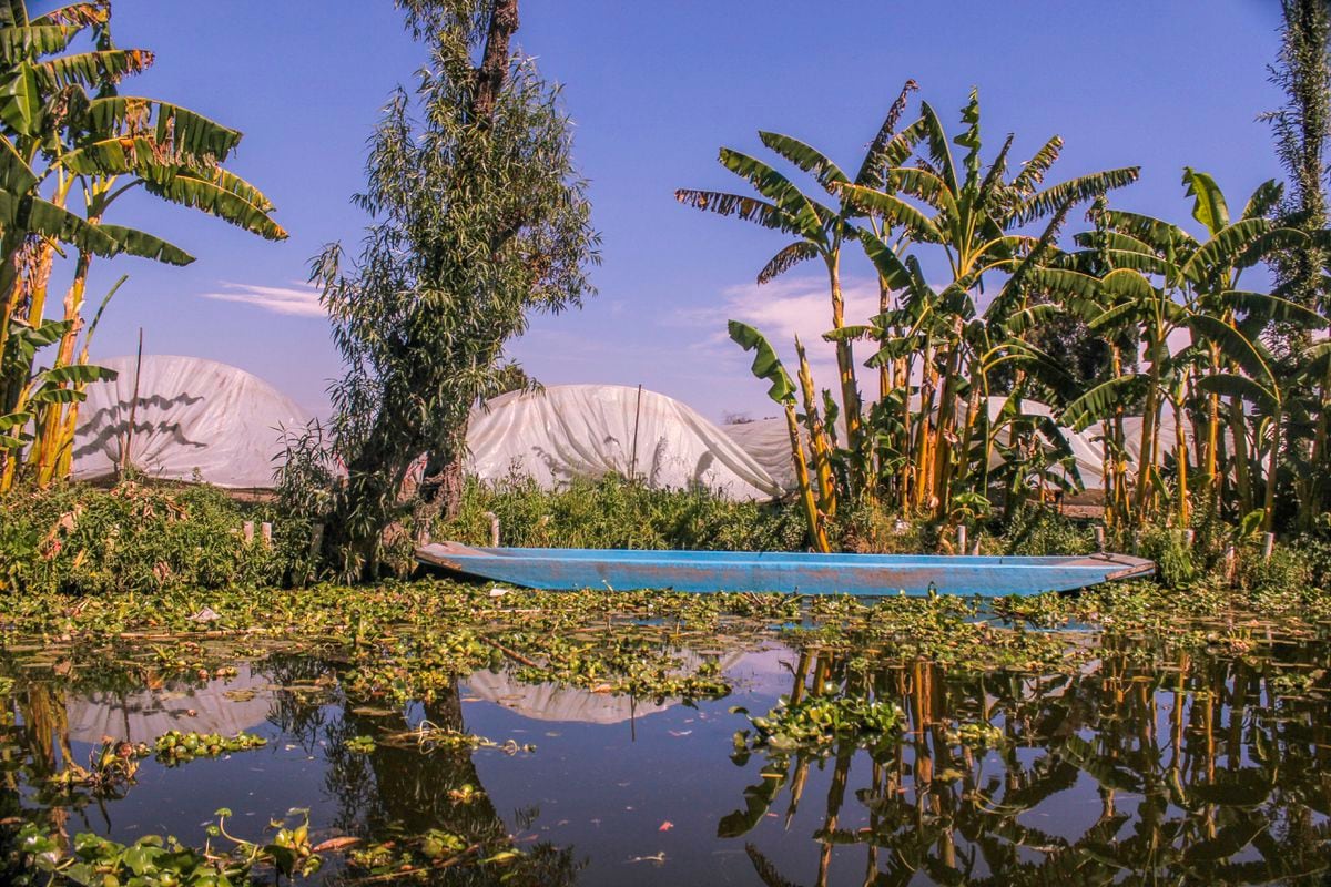 Xochimilco, el lago mágico donde se dan la mano turismo, sostenibilidad ...