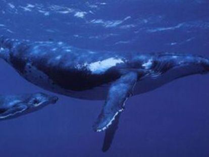 Científicos de Stanford graban a los cetáceos ejecutando un movimiento previamente desconocido.- Hasta ahora se creía que solo las usaban para dirigir su trayectoria