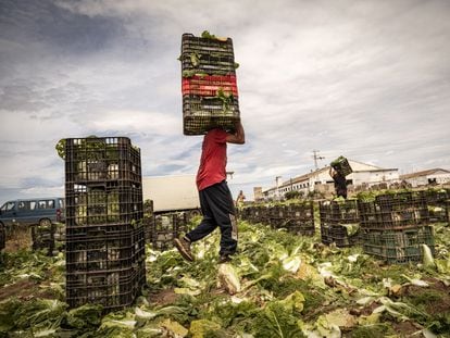 Trabajadores inmigrantes en un campo de Valencia, en una imagen de 2020.