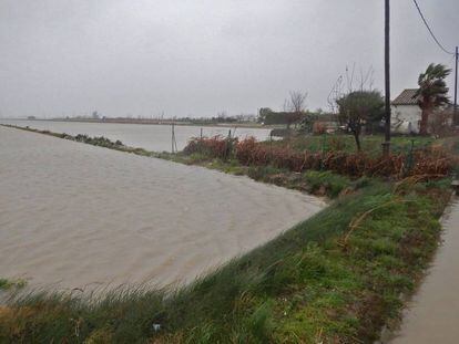 Arrossars inundats pel mar al delta de l'Ebre.
