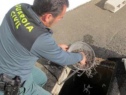 Operación contra la pesca ilegal de angulas en el Guadalquivir, en 2013.