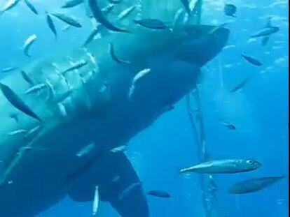 Un tiburón blanco gigante recorre las costas de Baja California