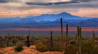 Cactus en la reserva de la biosfera de El Pinacate y Gran Desierto de Altar (Sonora).