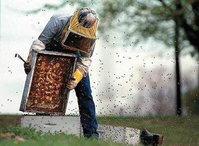 Un apicultor manipula una colmena en EE UU.
