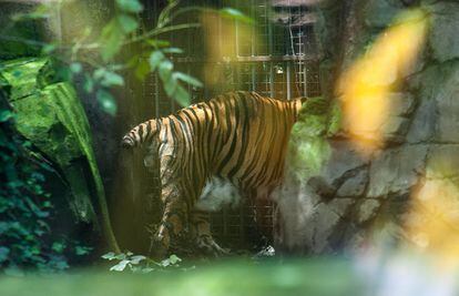 El tigre de Siberia ubicado en el zoológico de Chapultepec tiene la cola cortada. Las autoridades locales no estuvieron disponibles para explicar esta situación.