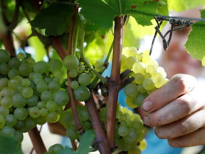 La vendimia ha tenido que adelantarse este año en la mayor parte de España por el ascenso de las temperaturas. THINKSTOCK/REUTERS