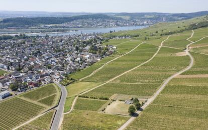Los viñedos del Rheingau sobre Rüdesheim.