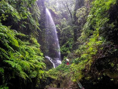 Una cascada en el bosque de Los Tilos, en la isla de La Palma.