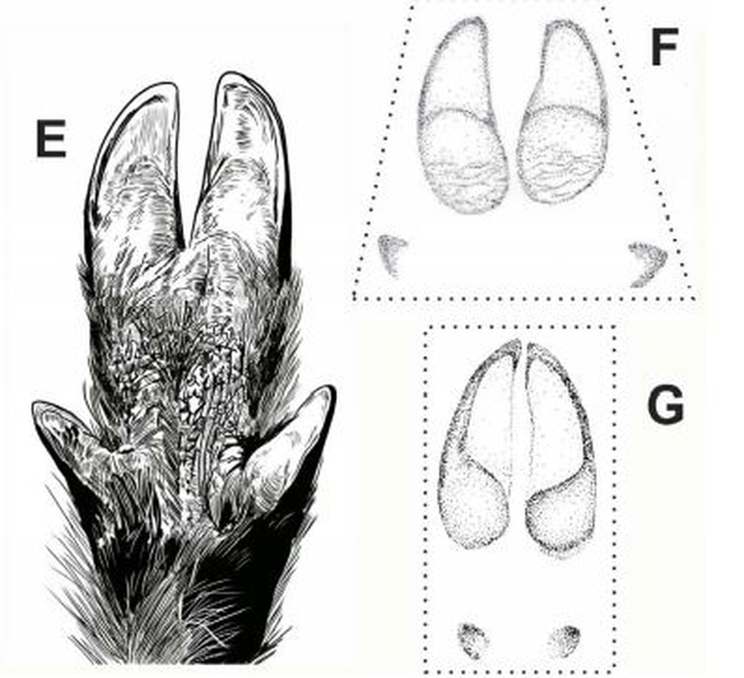 E: Representación de una mano del jabalí a partir de la huella 'Suidichnus galani'. F y G:  Comparación morfológica entre las impresiones de 'Sus scrofa scrofa', y 'Cervus elaphus'