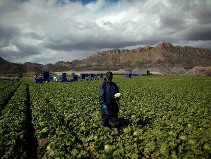 Un trabajador sostiene una lechuga del tipo iceberg en una plantación en Pulpi, cerca de Almería, el 13 de febrero.